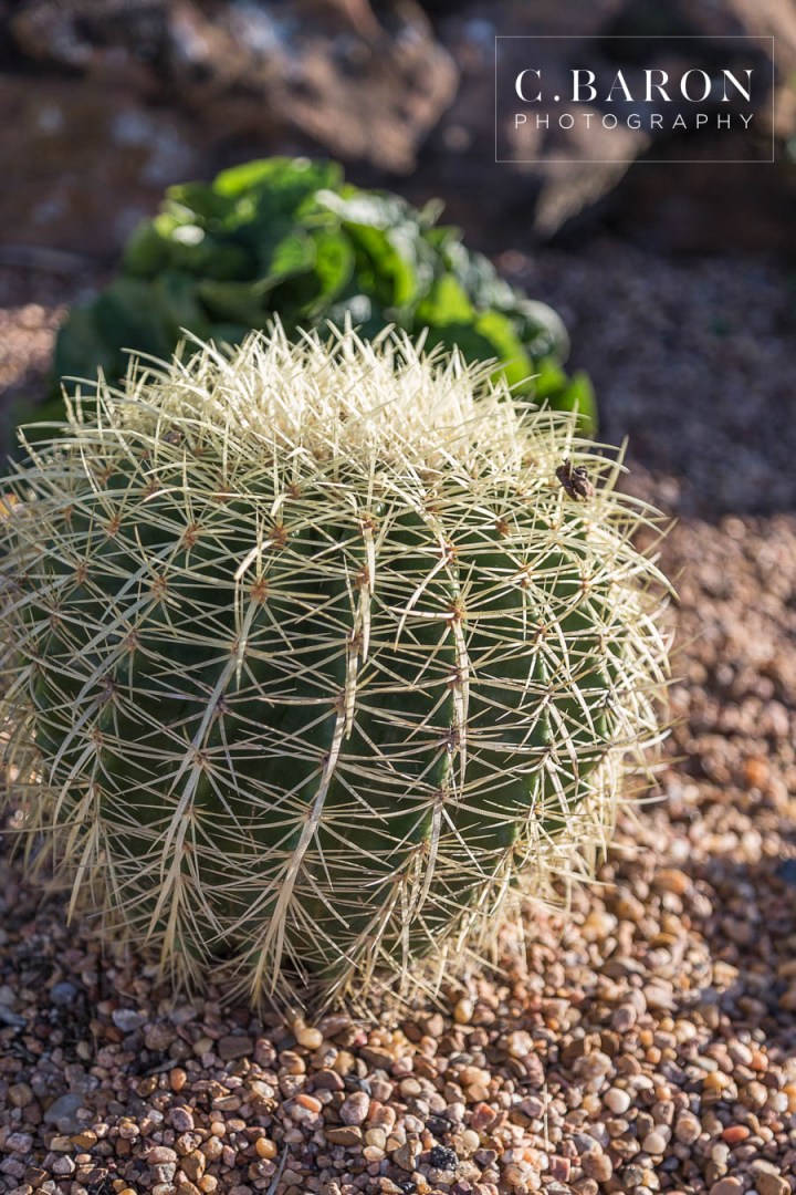 Autumn; Bridals; C. Baron Photography; Fall; Formals; Houston wedding Photographer; Moffitt Oaks; Stables; Tomball Bridal Photographer; Tomball Texas; chandeliers; lace; rustic glam; veil;