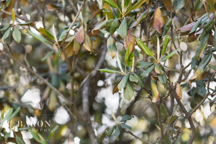 C. Baron Photography; Gay Weddings; Hermann Park; Houston Gay Wedding Photographer; Houston lgbtq; Museum District; Same Sex Engagement; Same Sex Weddings; golden hour;