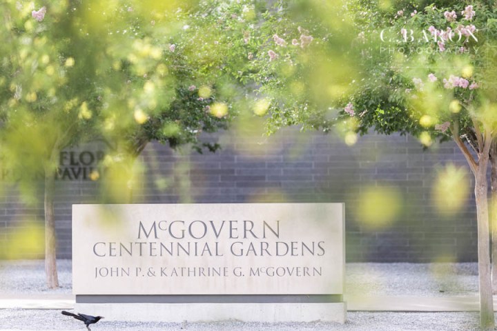 C. Baron Photography; Engagementn session; Houston Engagement Photographer; McGovern Centennial Gardens; Nature; Park; Texas engagemets; big trees; houston; live oak trees; summer;