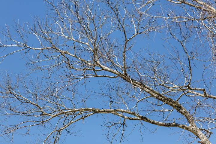 C. Baron Photography; Cornelius florist of Tomball; Cotton Bolls; Edible Moments; Houston Wedding Planners; Houston Wedding Venue; Houston wedding Photographer; Lace gown; Long Sleeved dress; Moffitt Oaks; Polished Wedding Planning; Rose Gold; Serenity Blue; Something Blue Bridals; Texas; Tomball; anemone; chandeliers; corral; elegant; gold headband; luxurious; luxury; ranunculus; rustic; smilax; stable; winter;