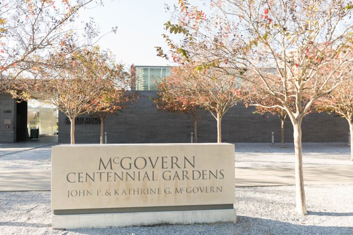 C. Baron Photography; Grass; Hermann Park; Houston Engagement Session; McGovern Centennial Gardens; Outdoor session; Pond; Winter Engagement; ducks; fountains;