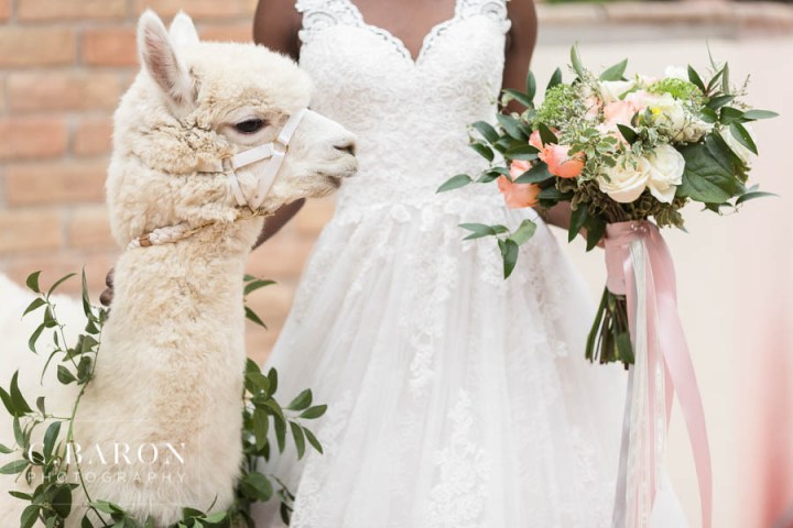 African-American; Alpaca; Animals at Weddings; C. Baron Photography; Gold; Houston Gay Weddings; Houston wedding Photographer; Ivory; Living Coral; Pantone Color of the Year 2019; Peach; Pets at Weddings; Pretty; Roses; Same Sex; Texas Weddings; The Gallery; White Alpaca; green;