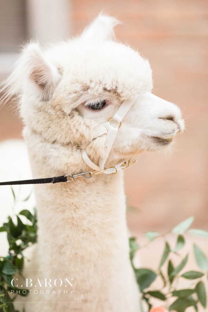 African-American; Alpaca; Animals at Weddings; C. Baron Photography; Gold; Houston Gay Weddings; Houston wedding Photographer; Ivory; Living Coral; Pantone Color of the Year 2019; Peach; Pets at Weddings; Pretty; Roses; Same Sex; Texas Weddings; The Gallery; White Alpaca; green;