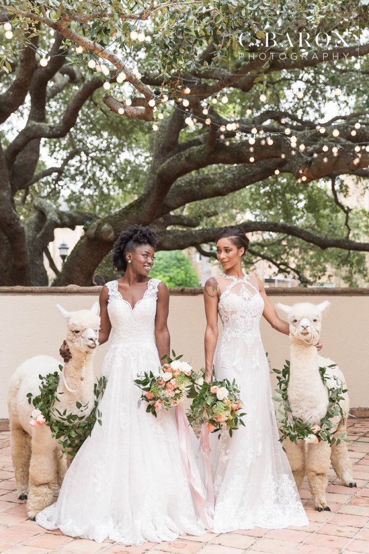 African-American; Alpaca; Animals at Weddings; C. Baron Photography; Gold; Houston Gay Weddings; Houston wedding Photographer; Ivory; Living Coral; Pantone Color of the Year 2019; Peach; Pets at Weddings; Pretty; Roses; Same Sex; Texas Weddings; The Gallery; White Alpaca; green;