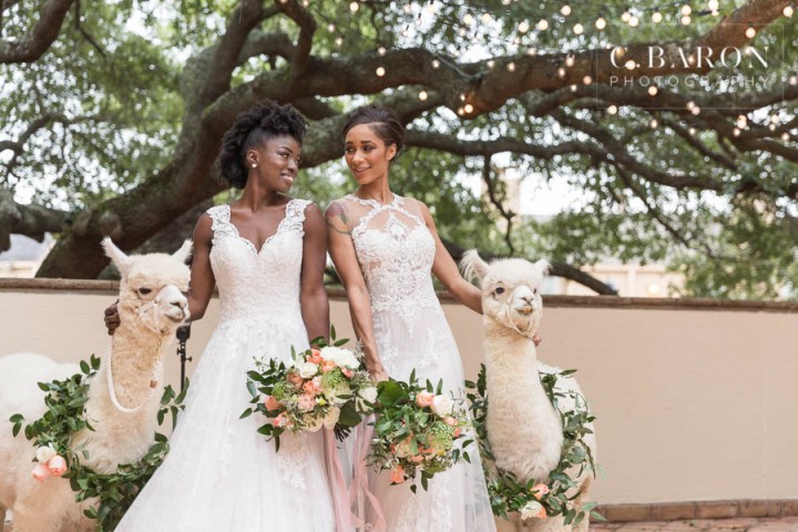 African-American; Alpaca; Animals at Weddings; C. Baron Photography; Gold; Houston Gay Weddings; Houston wedding Photographer; Ivory; Living Coral; Pantone Color of the Year 2019; Peach; Pets at Weddings; Pretty; Roses; Same Sex; Texas Weddings; The Gallery; White Alpaca; green;