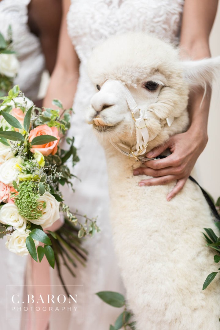 African-American; Alpaca; Animals at Weddings; C. Baron Photography; Gold; Houston Gay Weddings; Houston wedding Photographer; Ivory; Living Coral; Pantone Color of the Year 2019; Peach; Pets at Weddings; Pretty; Roses; Same Sex; Texas Weddings; The Gallery; White Alpaca; green;