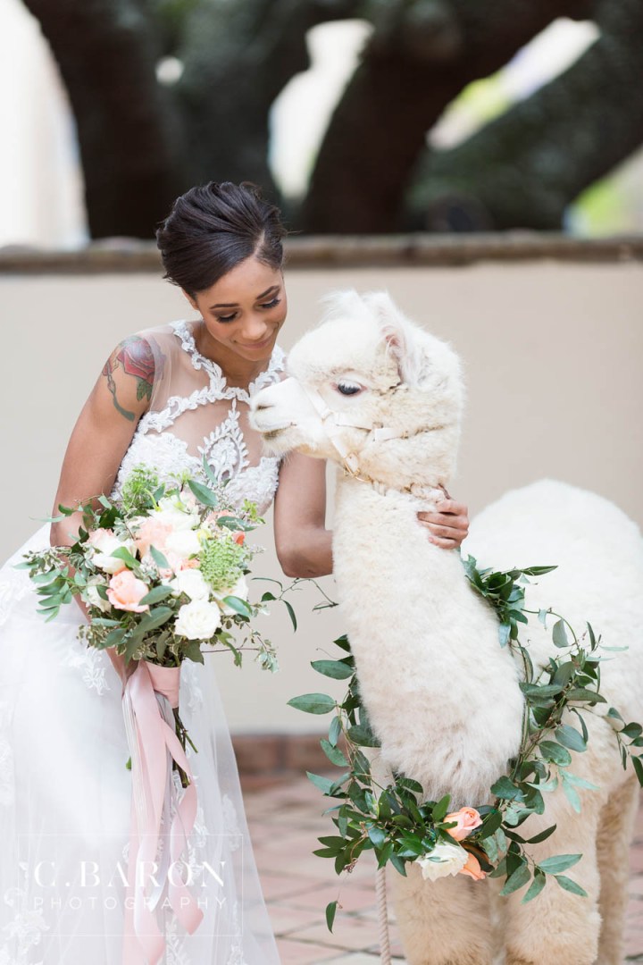 African-American; Alpaca; Animals at Weddings; C. Baron Photography; Gold; Houston Gay Weddings; Houston wedding Photographer; Ivory; Living Coral; Pantone Color of the Year 2019; Peach; Pets at Weddings; Pretty; Roses; Same Sex; Texas Weddings; The Gallery; White Alpaca; green;