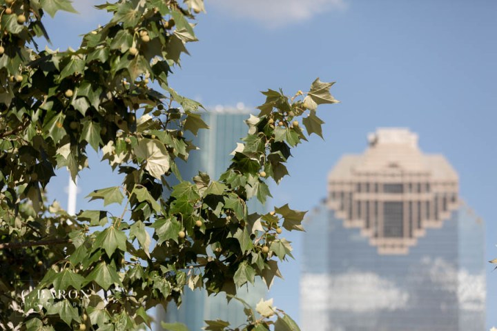 C. Baron Photography; Downtown Houston Texas; Engagement session; Greenbelts; Houston Engagement Photographer; Nature; Park; bayou; houston skyline;