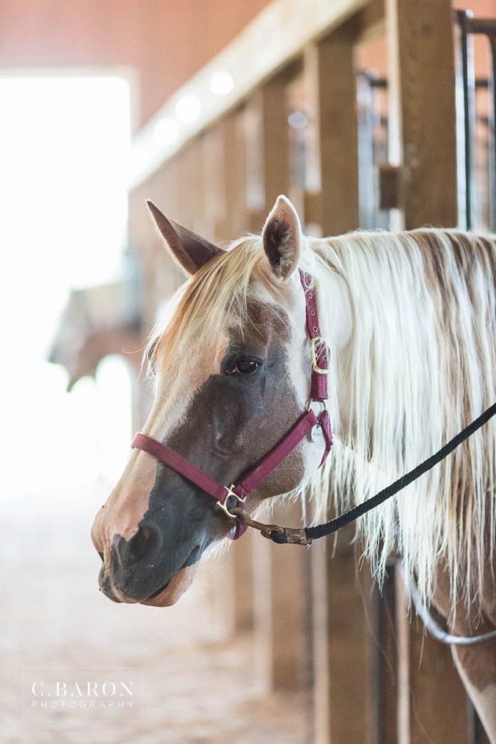 Bridals at Ranch; Bride with horses; C. Baron Photography; Camp; Formals; Horse camp; Houston Weddings; Montgomery County; Ranch; Texas Weddings; Woodlands Wedding Photographer; farm; summer;