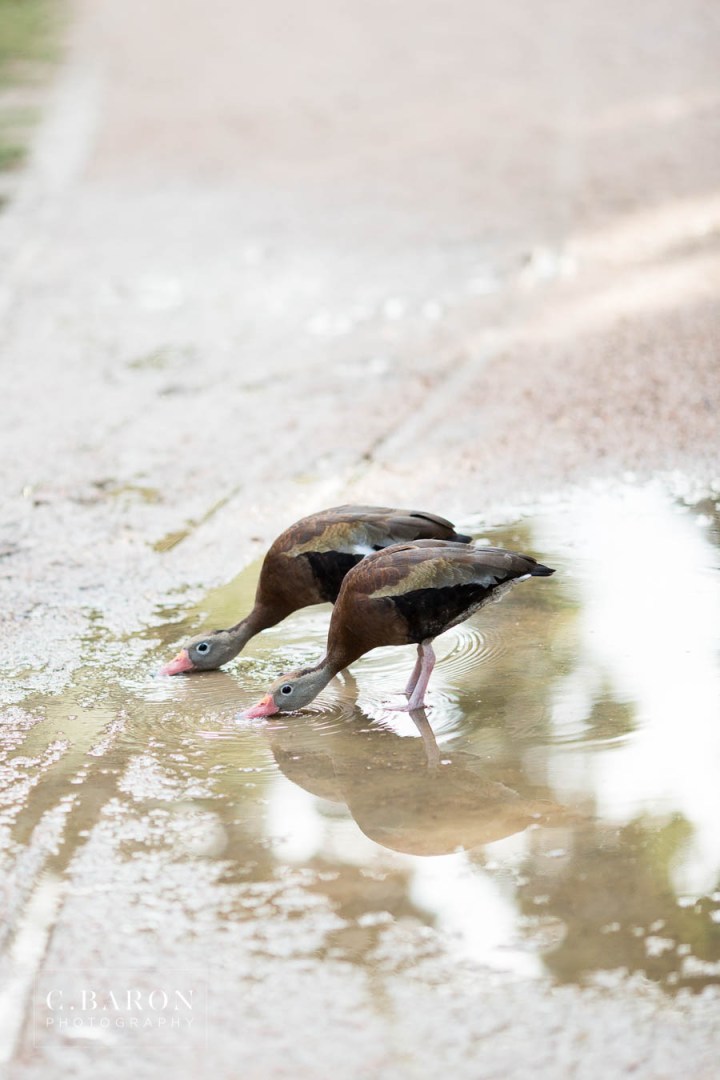 C. Baron Photography; Hermann Park; Houston Engagement Photographer; Houston Texas; Outdoor session; Park; summer;