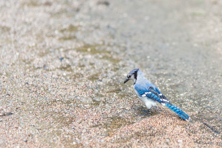 C. Baron Photography; Hermann Park; Houston Engagement Photographer; Houston Texas; Outdoor session; Park; summer;
