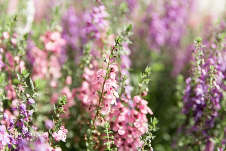 Fun Summer Wedding at Big Sky Barn in Montgomery Texas near Lake