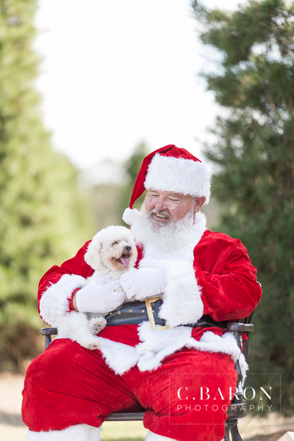 Fun Holiday Mini Sessions at a Christmas Tree Farm with Santa Cl