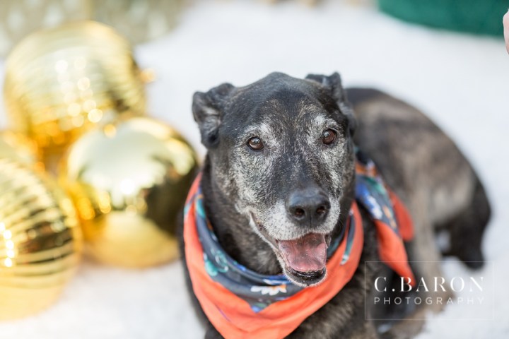 Fun Holiday Mini Sessions at a Christmas Tree Farm with Santa Cl